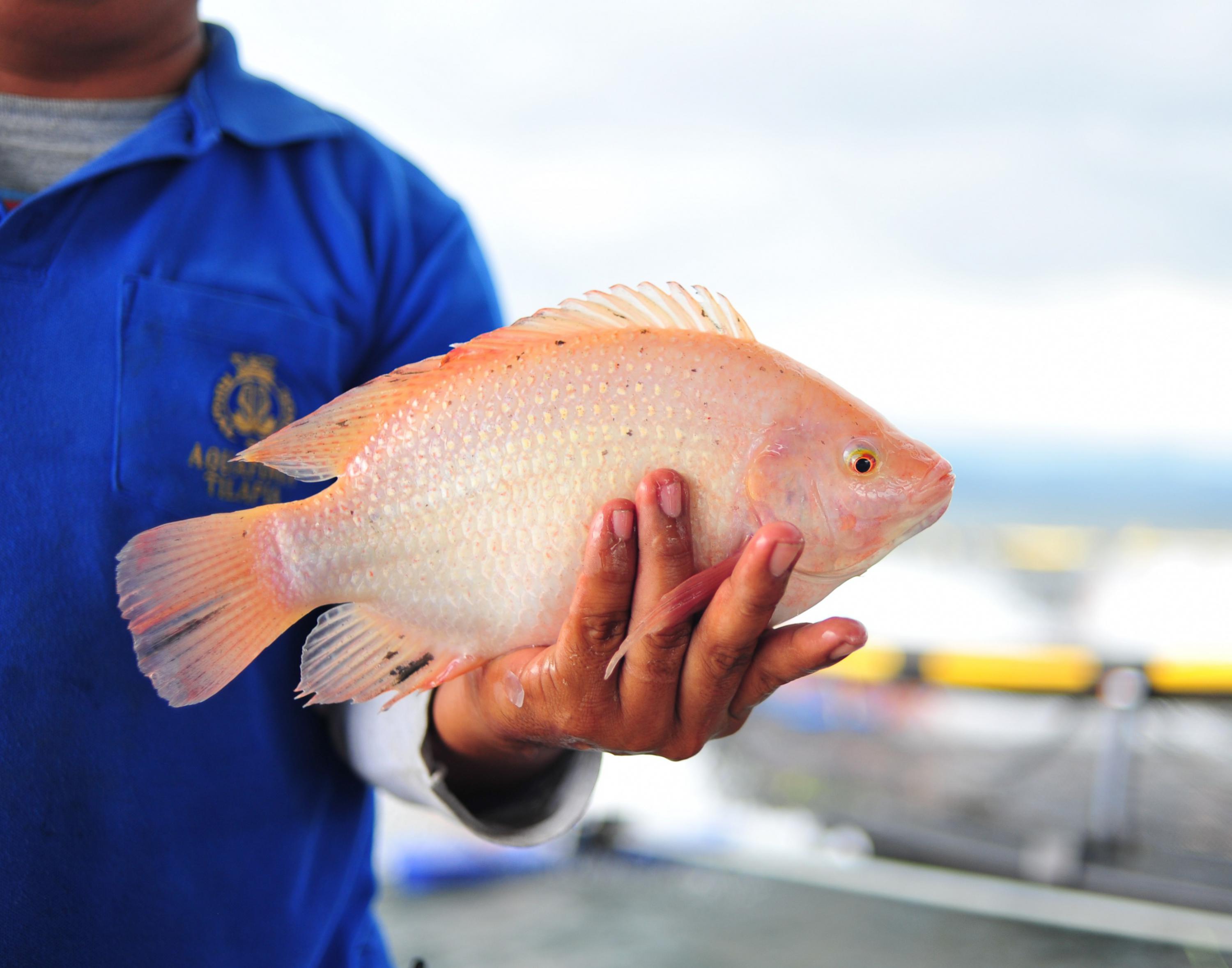 tilapia - aquaculture stewardship council