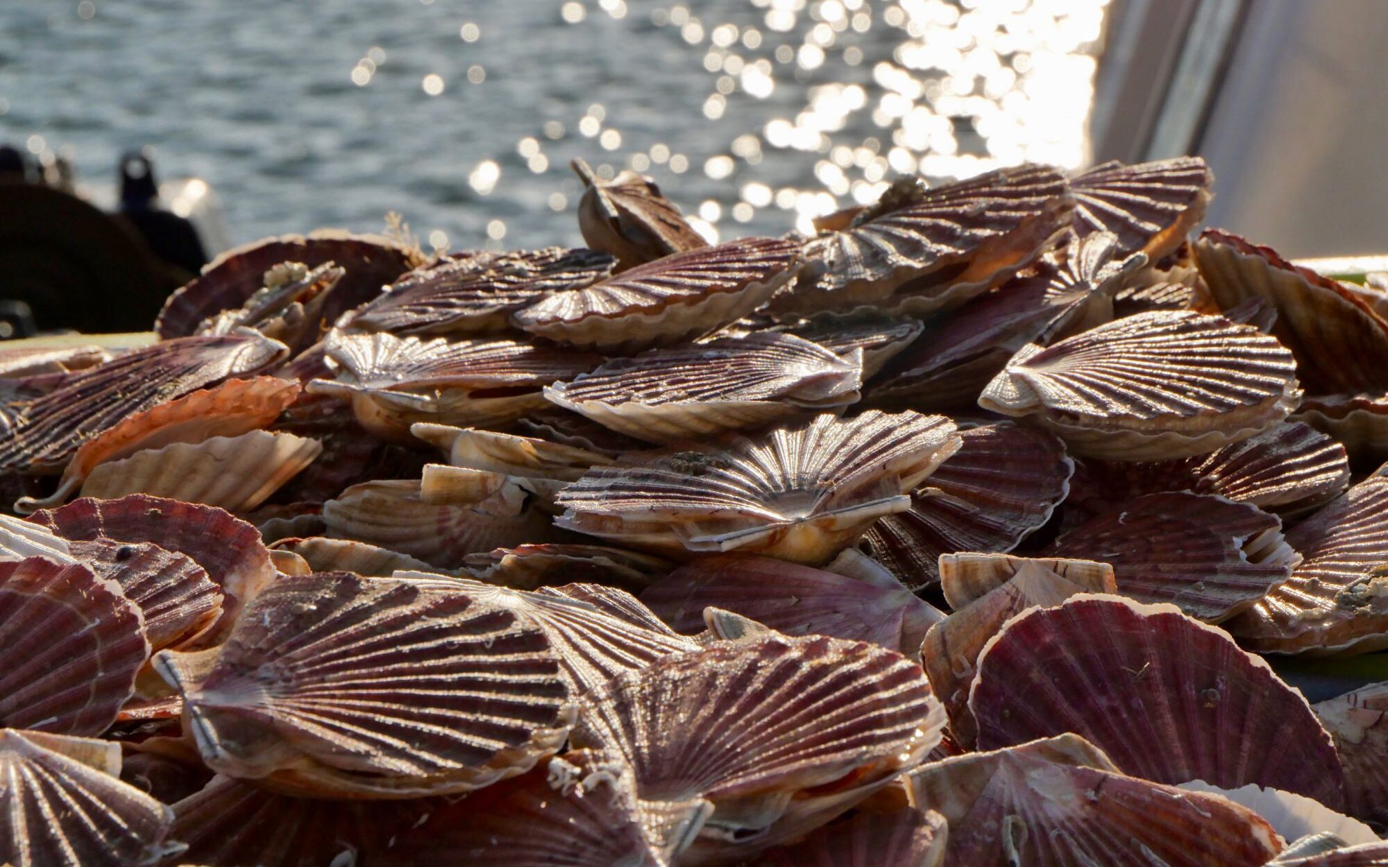 Scallop shells: How the seafood is used other than for eating